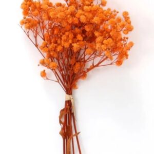 Dry Flower Baby's Breath "Orange"