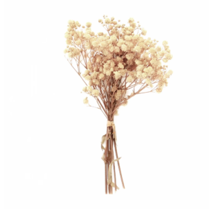 Dry Flower Baby's Breath Medium "Off White"